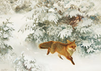 Fox in Winter Landscape By Bruno Liljefors No1-9