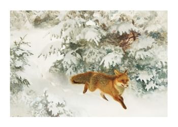 Affiche Fox in Winter Landscape By Bruno Liljefors No1