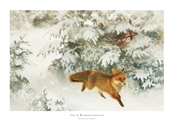 Juliste Fox in Winter Landscape By Bruno Liljefors No1