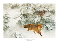 Fox in Winter Landscape By Bruno Liljefors No1-1