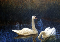 Swans in Reeds By Bruno Liljefors-9