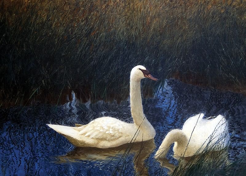Swans in Reeds By Bruno Liljefors-12