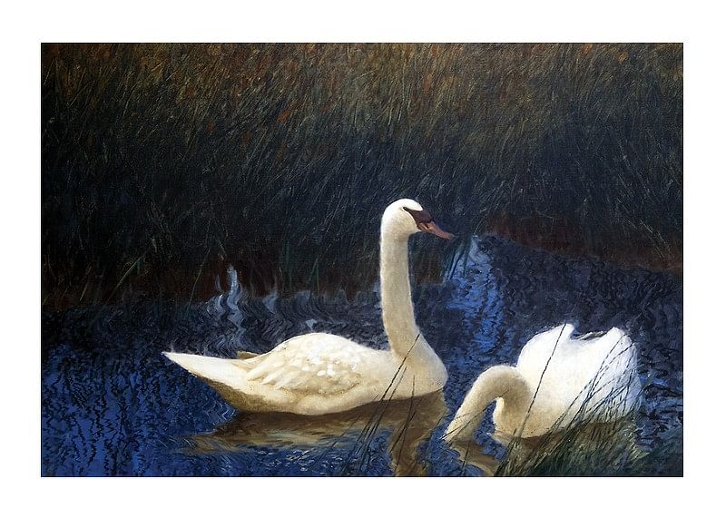 Swans in Reeds By Bruno Liljefors-12