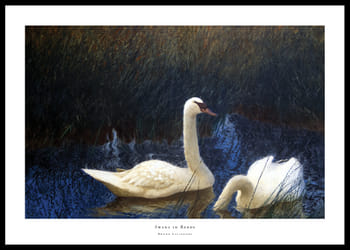 Juliste Swans in Reeds By Bruno Liljefors