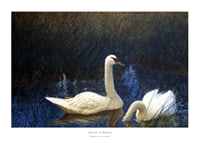 Swans in Reeds By Bruno Liljefors-1