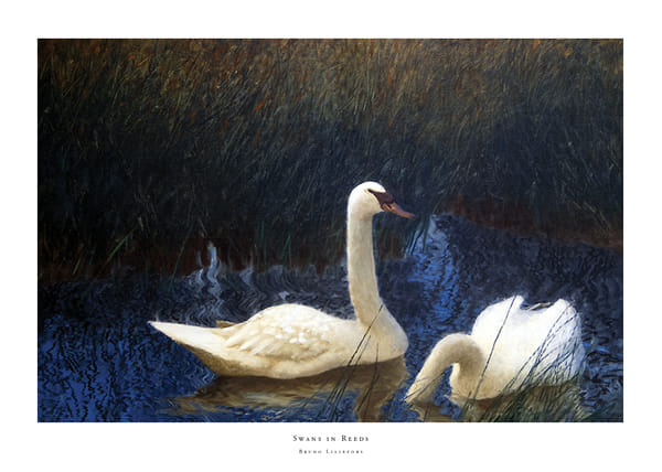 Plakatas Swans in Reeds By Bruno Liljefors