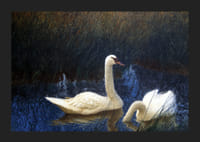Swans in Reeds By Bruno Liljefors-7