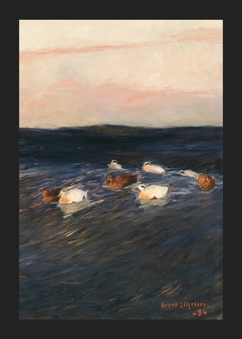Eider Ducks By Bruno Liljefors-12