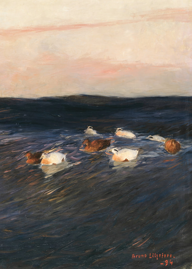 Eider Ducks By Bruno Liljefors-12