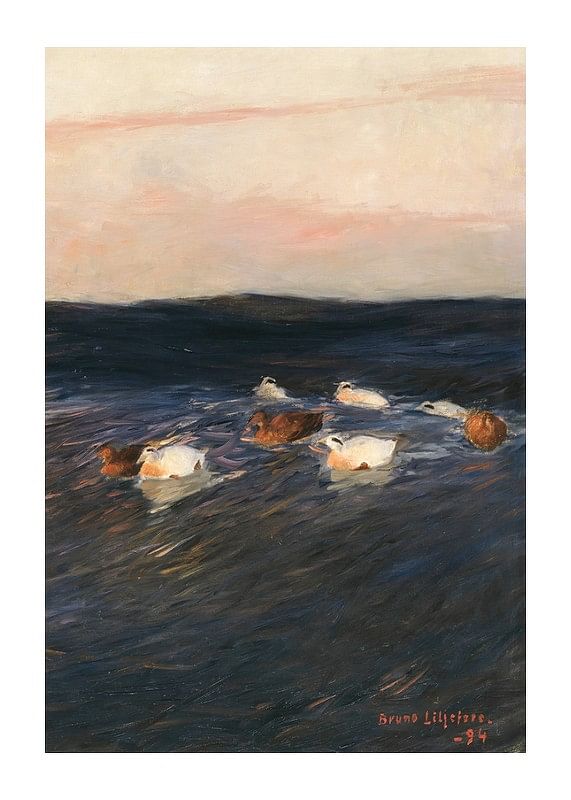 Plagát Eider Ducks By Bruno Liljefors