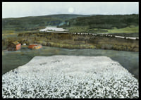 Flower Meadow in the North By Harald Sohlberg-8