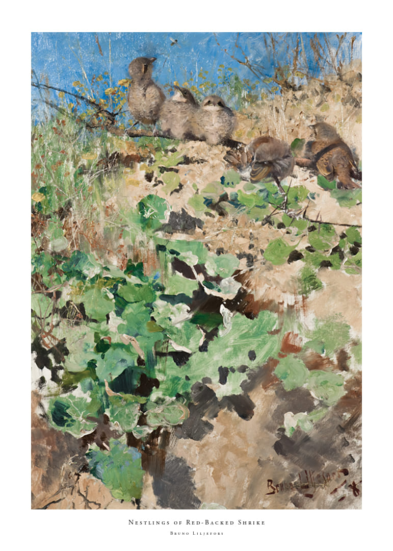 Törnskateungar By Bruno Liljefors-12