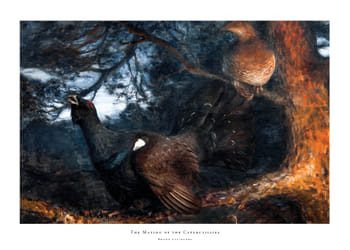 Poster The Mating of the Capercaillies By Bruno Liljefors