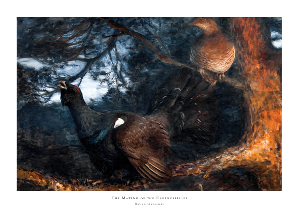 Plakatas The Mating of the Capercaillies By Bruno Liljefors
