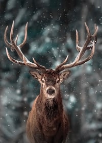 Red deer with big antlers in winter landscape with snowfall-7