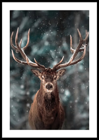 Red deer with big antlers in winter landscape with snowfall-0