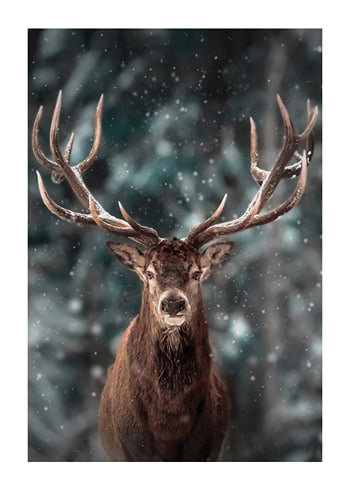 Poster Majestic Deer