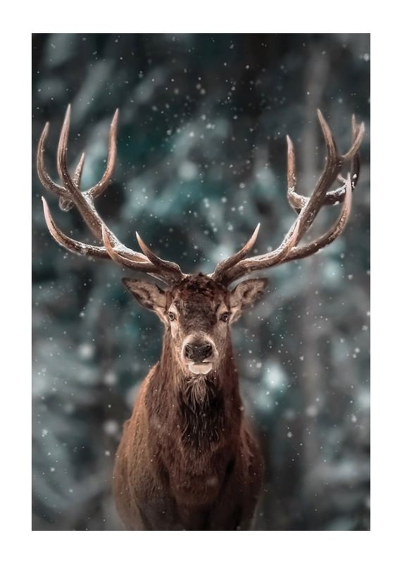 Majestic Deer-12