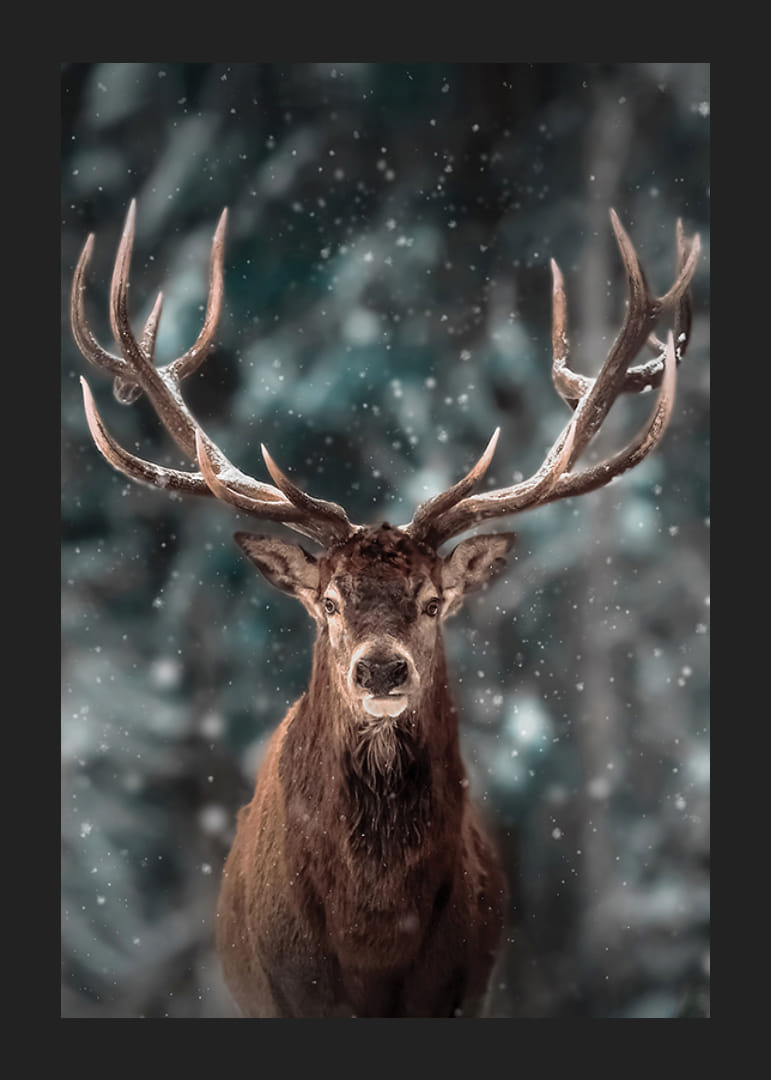 Rothirsch mit großem Geweih in Winterlandschaft mit Schneefall-12