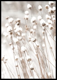 Photographic close-up of dried flowers covered in snow-6