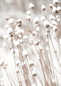 Photographic close-up of dried flowers covered in snow-7