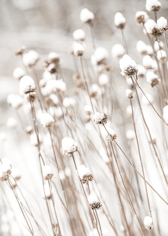 Photographic close-up of dried flowers covered in snow-12