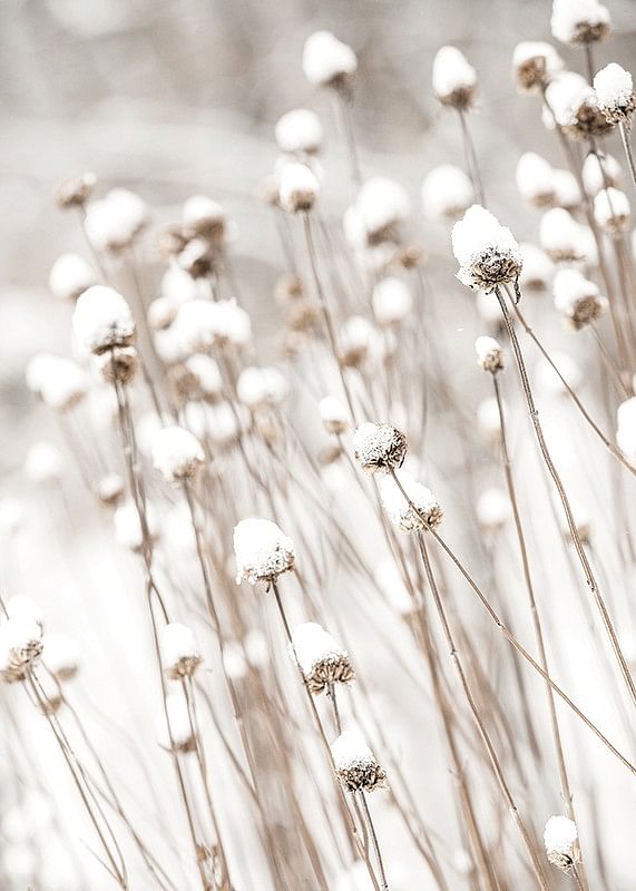 Snow Covered Dried Flowers-12