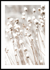 Photographic close-up of dried flowers covered in snow-0