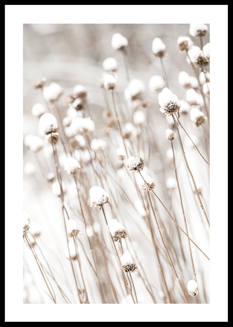 Photographic close-up of dried flowers covered in snow-12