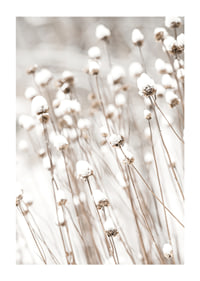Photographic close-up of dried flowers covered in snow-1
