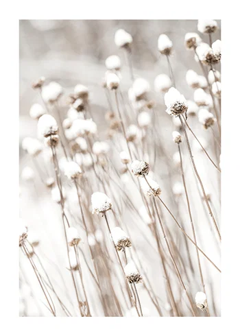 Poster Snow Covered Dried Flowers
