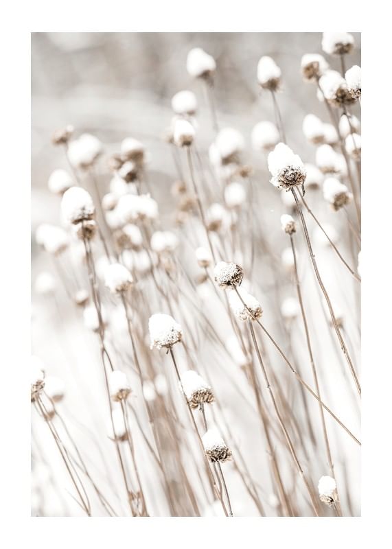 Snow Covered Dried Flowers-12