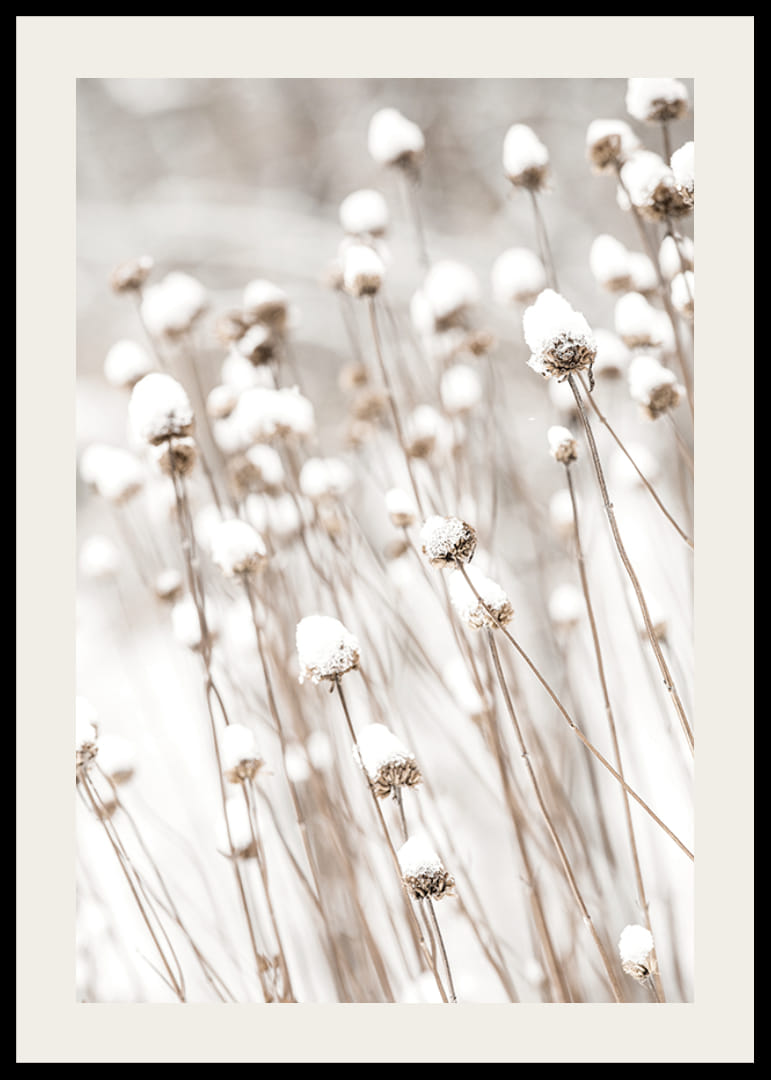 Primo piano fotografico di fiori secchi ricoperti di neve-12