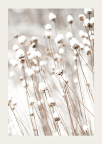 Photographic close-up of dried flowers covered in snow-3