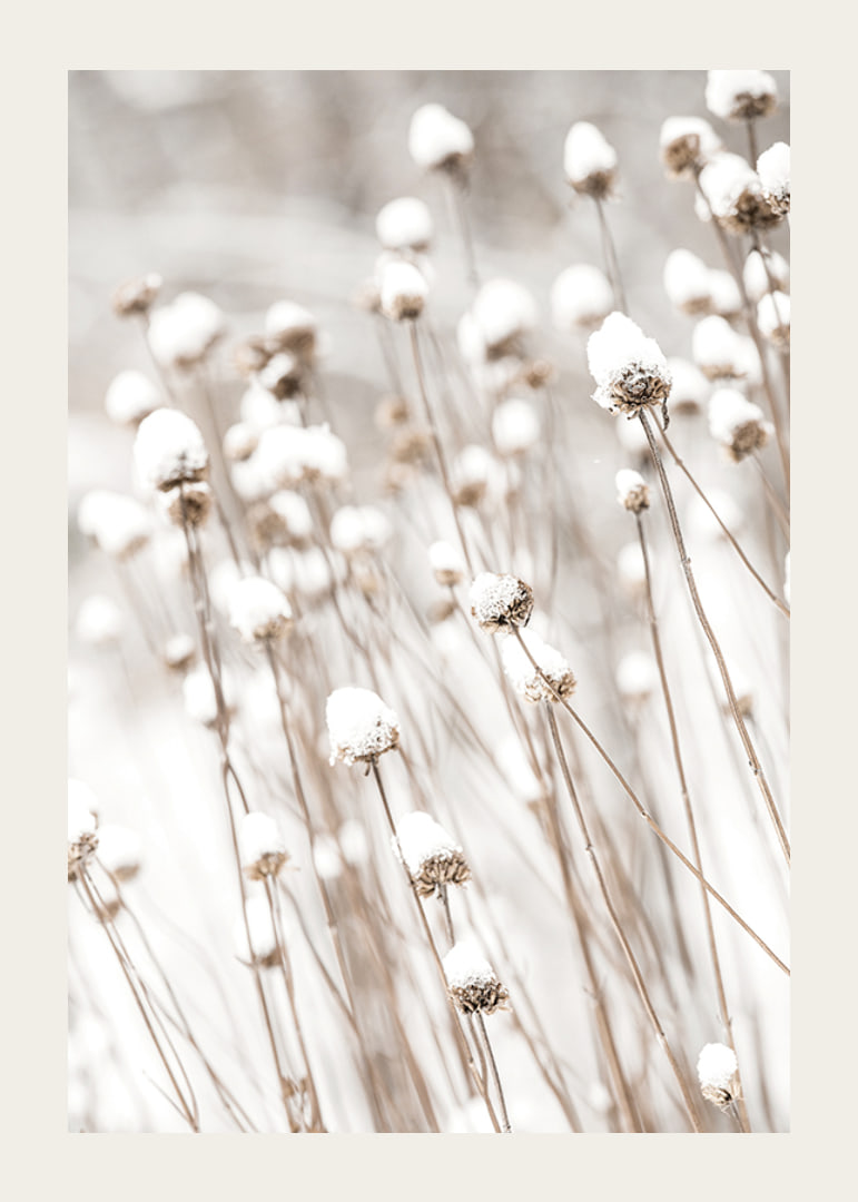 Photographic close-up of dried flowers covered in snow-12