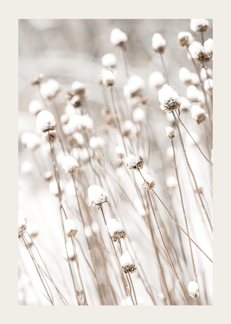 Primo piano fotografico di fiori secchi ricoperti di neve-12