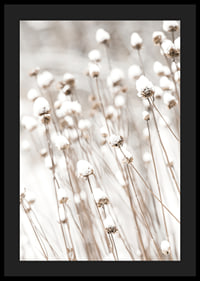 Photographic close-up of dried flowers covered in snow-4