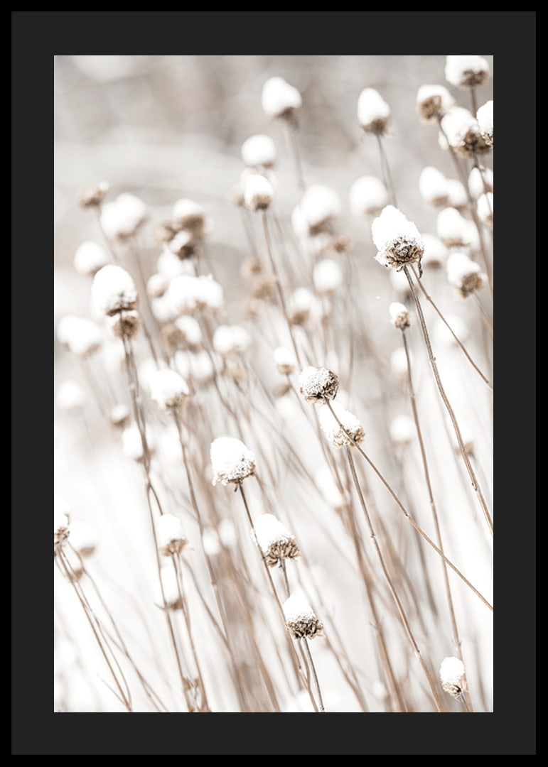 Photographic close-up of dried flowers covered in snow-12