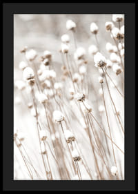 Primo piano fotografico di fiori secchi ricoperti di neve-4