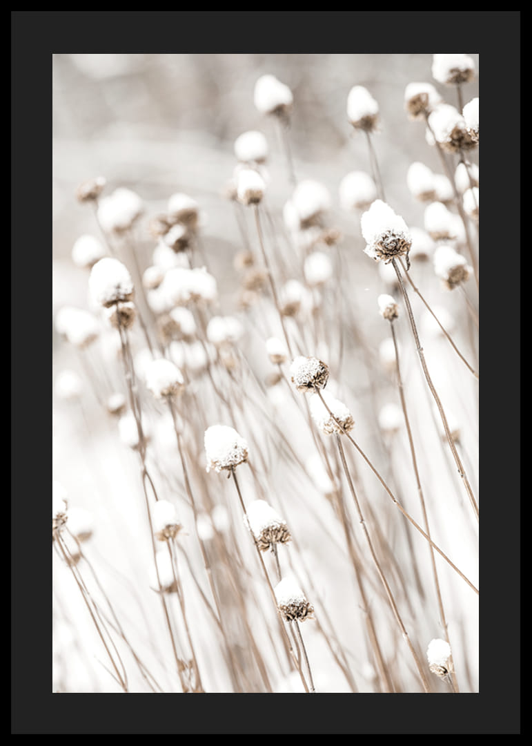 Primo piano fotografico di fiori secchi ricoperti di neve-12