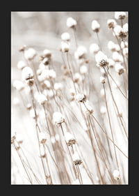Photographic close-up of dried flowers covered in snow-5