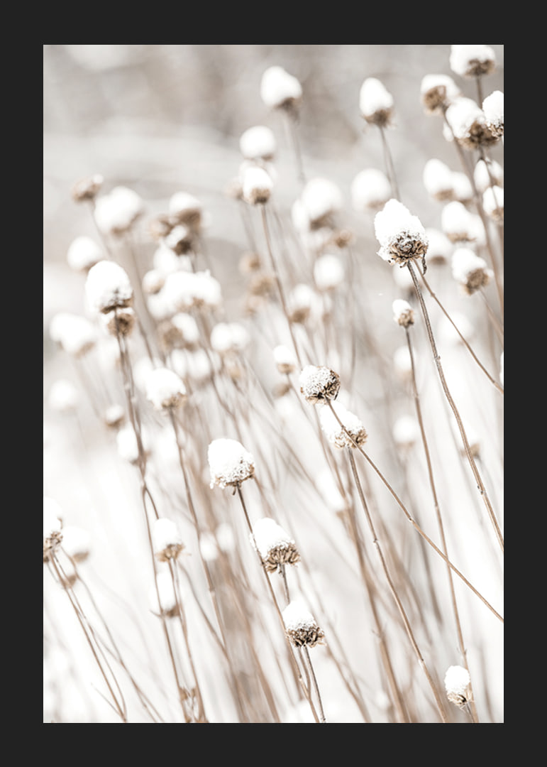 Photographic close-up of dried flowers covered in snow-12