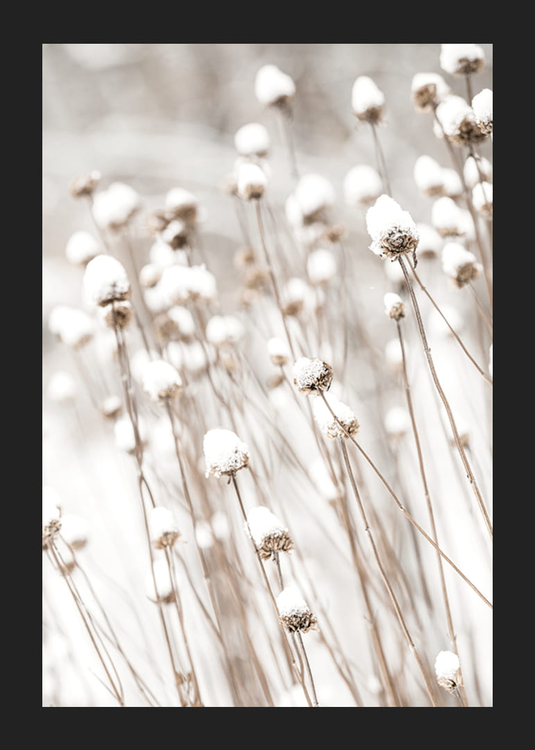 Primo piano fotografico di fiori secchi ricoperti di neve-12