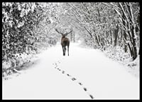 Photograph of deer on snow-covered forest road with white trees-6