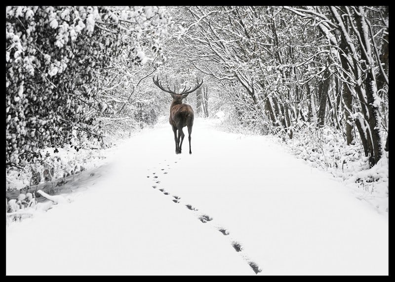 Photograph of deer on snow-covered forest road with white trees-12