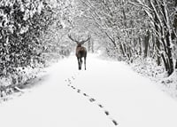 Photograph of deer on snow-covered forest road with white trees-7