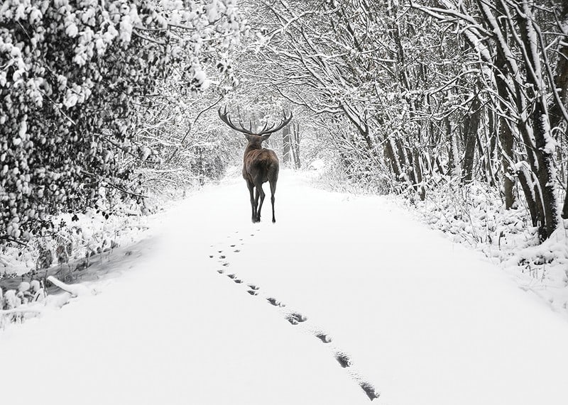 Photograph of deer on snow-covered forest road with white trees-12