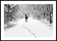 Photograph of deer on snow-covered forest road with white trees-0