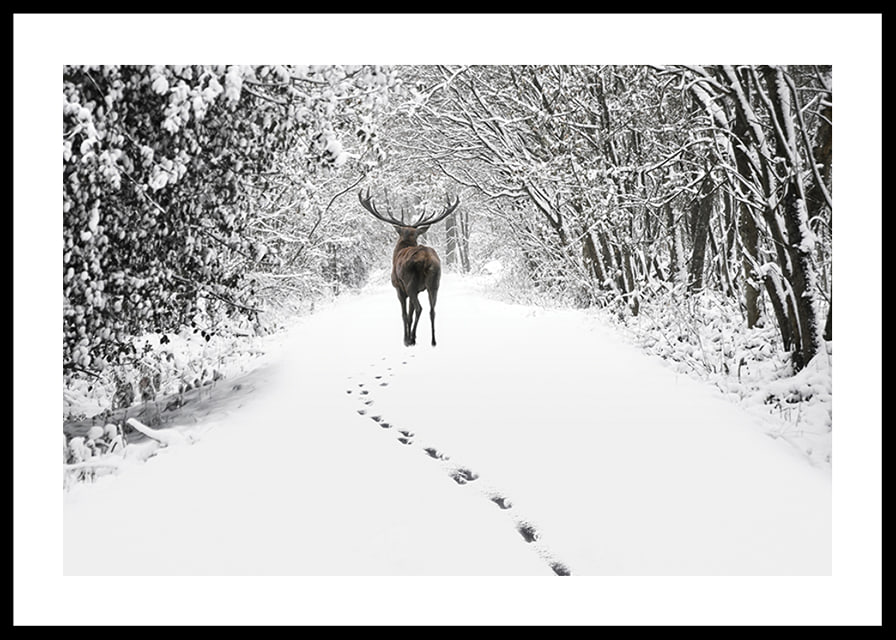 Photograph of deer on snow-covered forest road with white trees-12