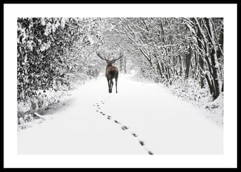 Poster Deer Forest Walk